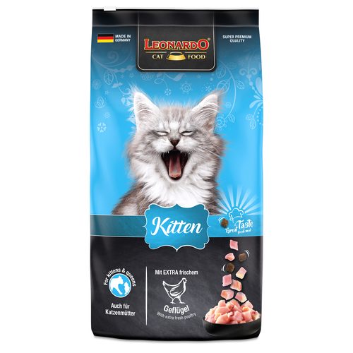 Kitten